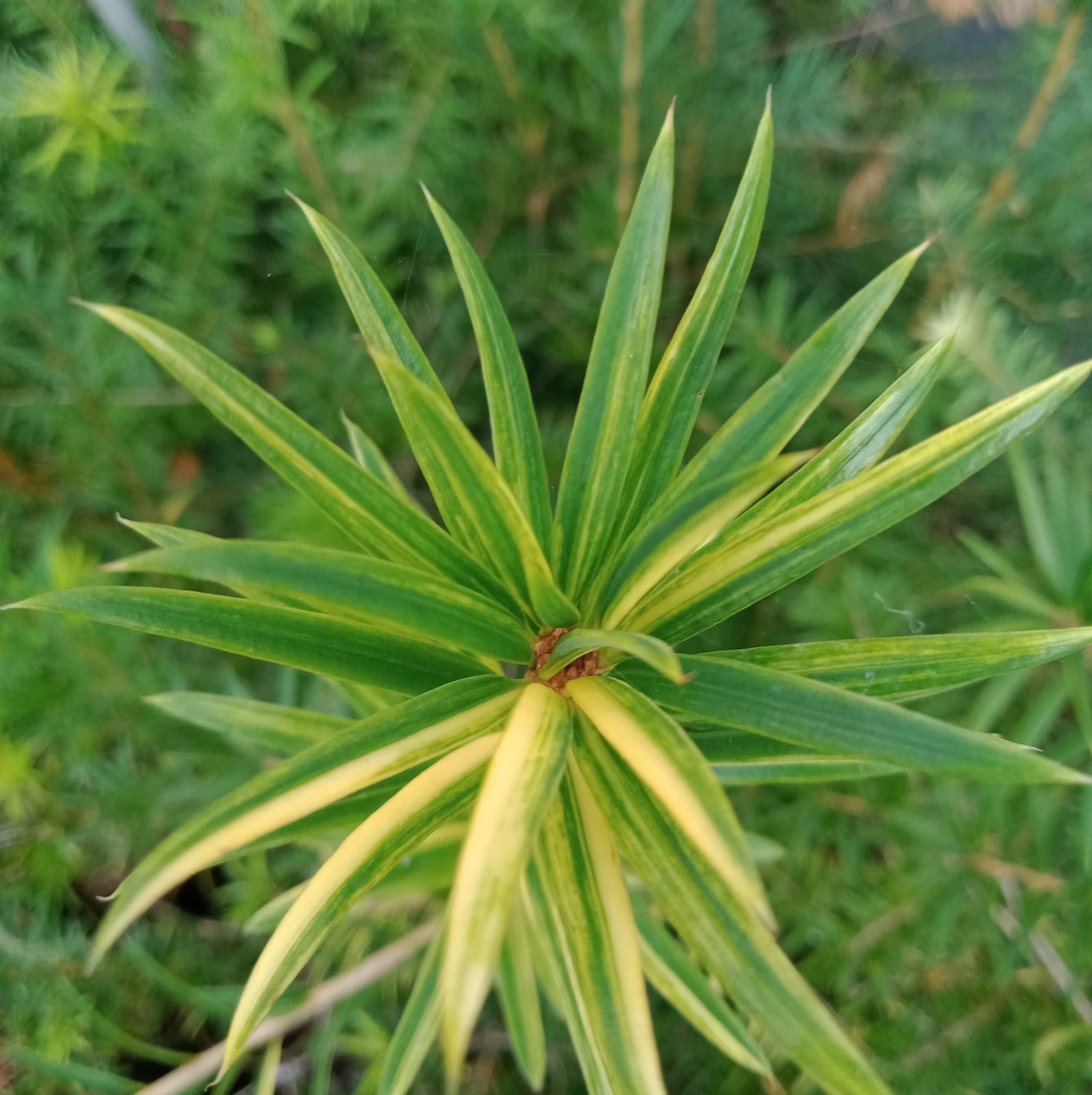 新蘭花交流社 | 蘭園減產縮編 | Facebook