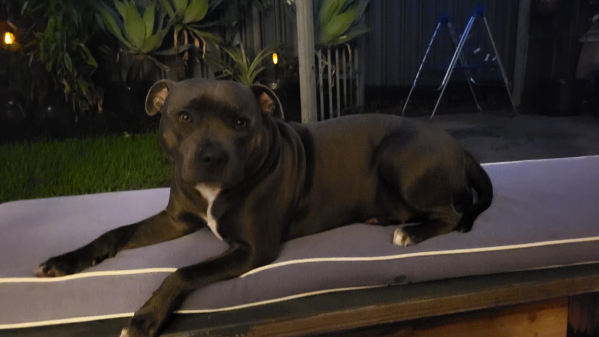 Merle Staffordshire bull terrier Lovers Group | If this breed is your ...