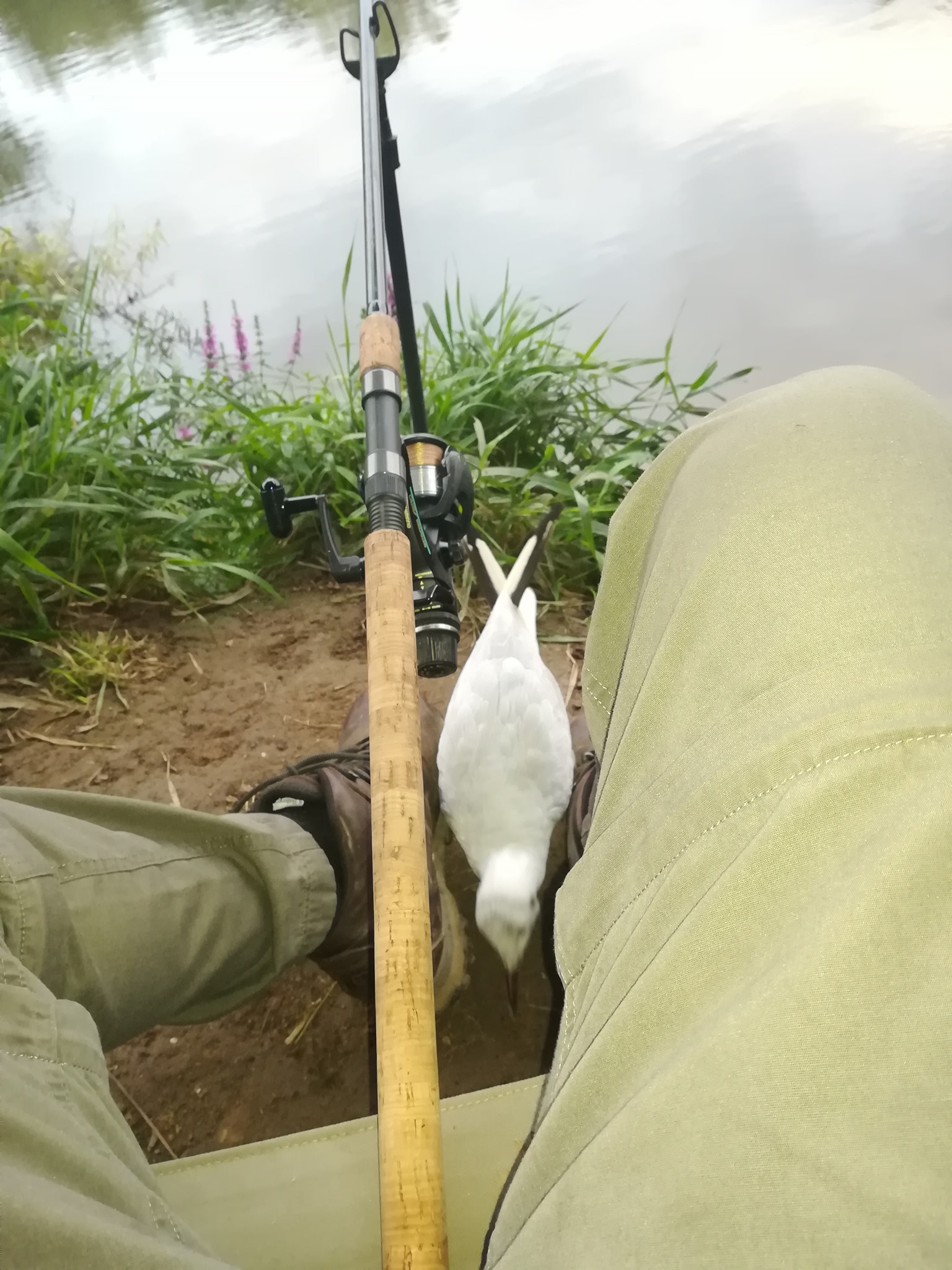 River Severn Barbel Fishing | So recently this season I've been struck ...