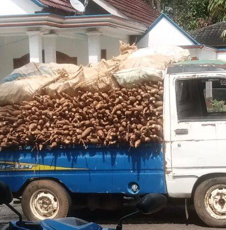 Semangat sesama joki traktor | Traktor Garut