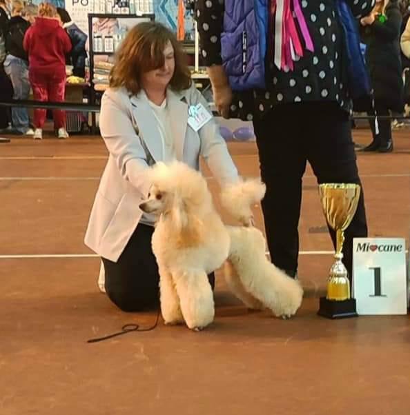 Девочка, медиум пудель 💛ДАМА СЕРДЦА... - Ludmila Gavrilova | Facebook