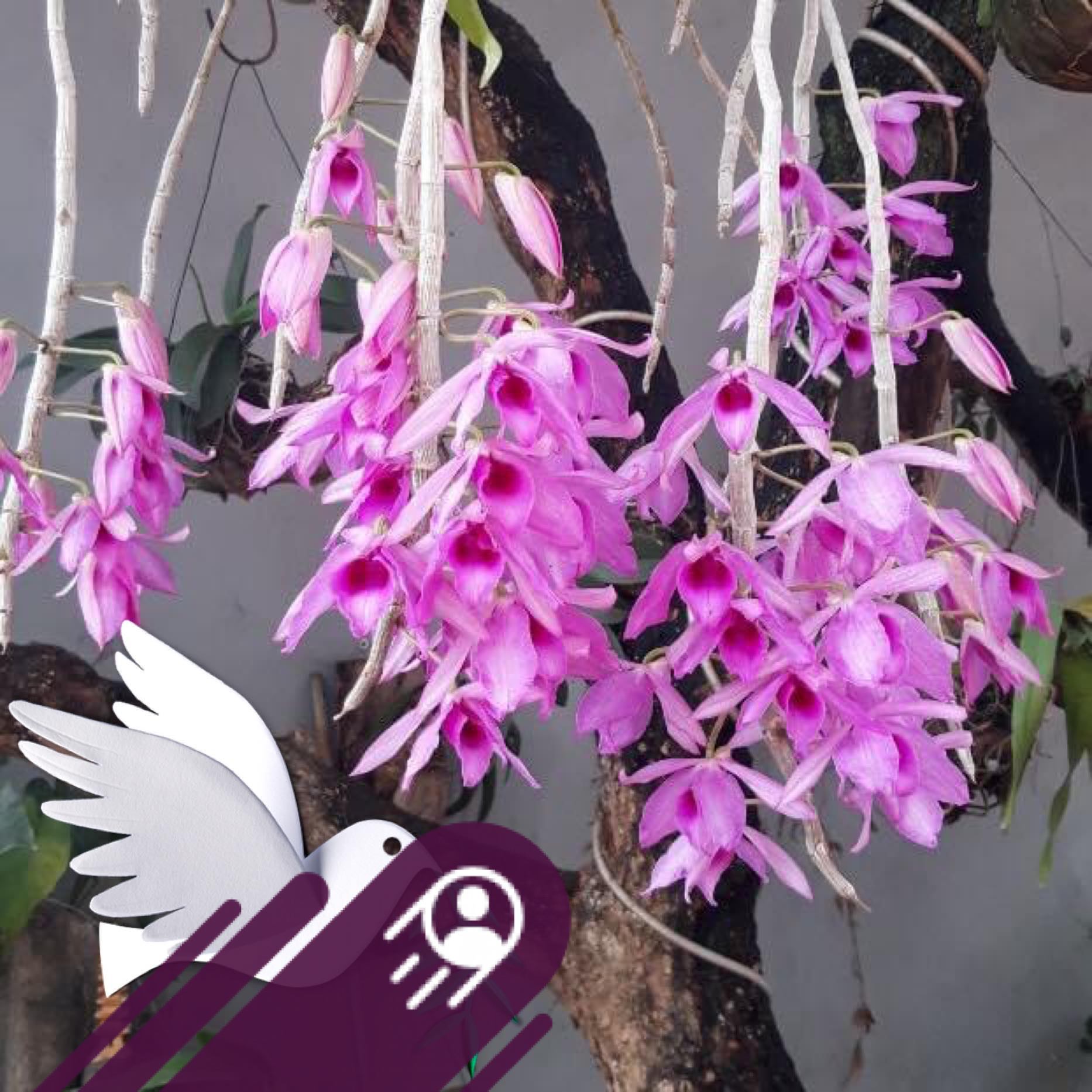 Nghỉ lễ - Lên giàn rau thủy canh, nghe nhạc chill chill ! | Nhật Ký Nhà Quê