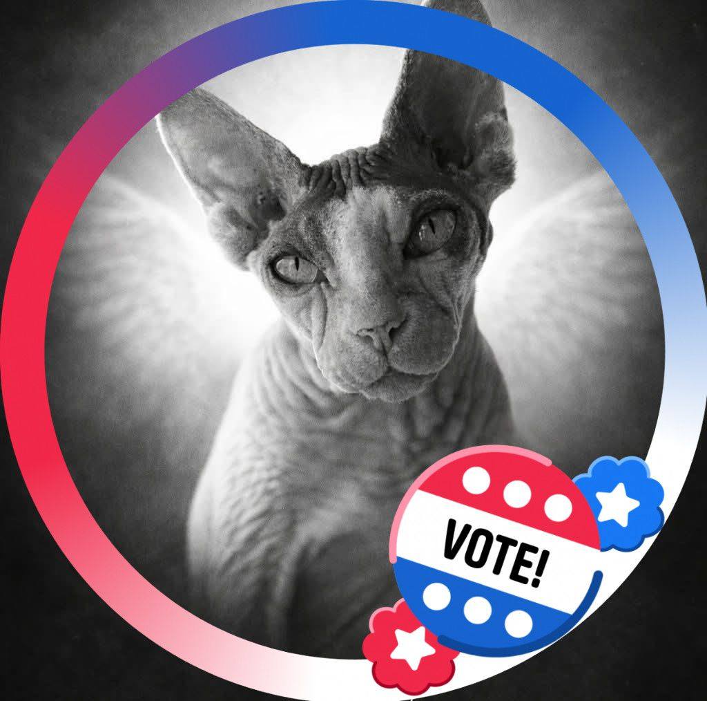 💙 Meanwhile in Elsmere......the debate continues💙 We hope everyone has ...