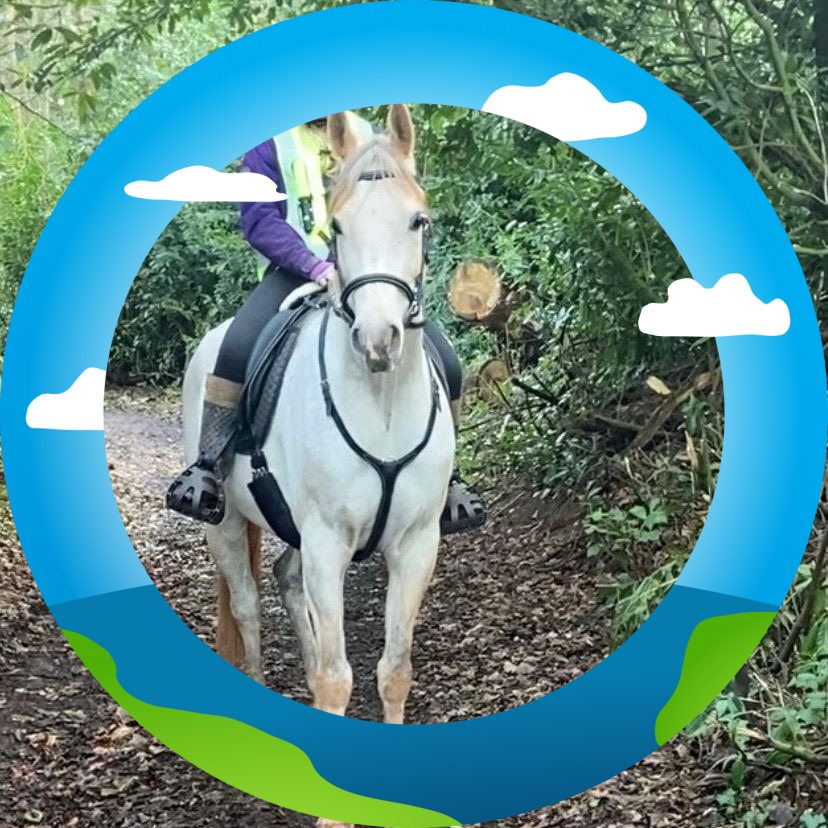 Broodmares & Foals For Sale | We want to buy our own (safety) box to ...