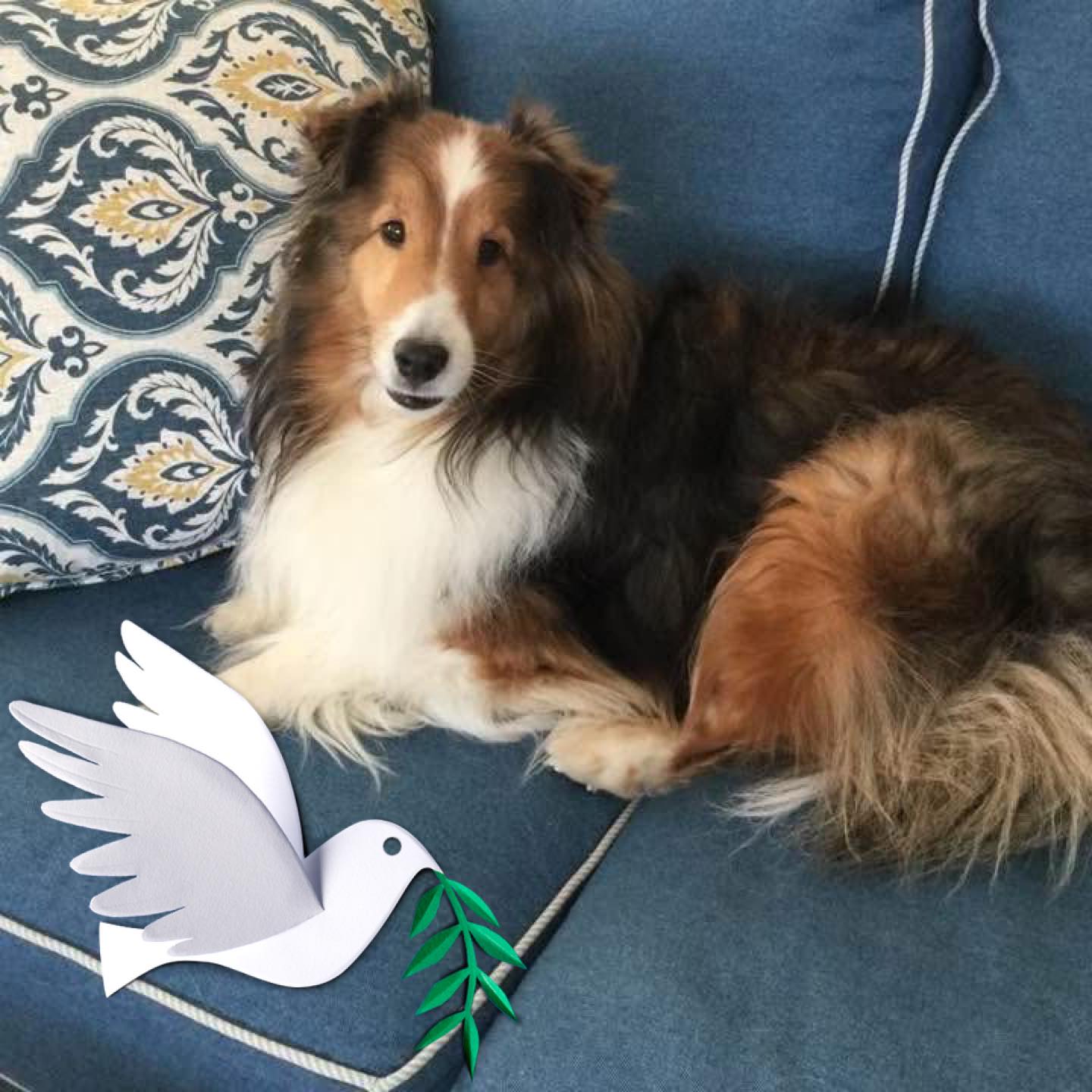 ***5/25/26*** MISSING FROM... - Maine Lost Dog Recovery | Facebook