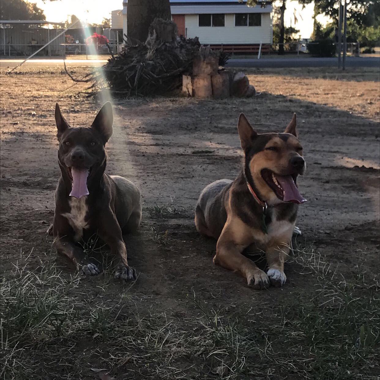 Everything Equine Toowoomba & Darling Downs | Does anyone know how I go ...