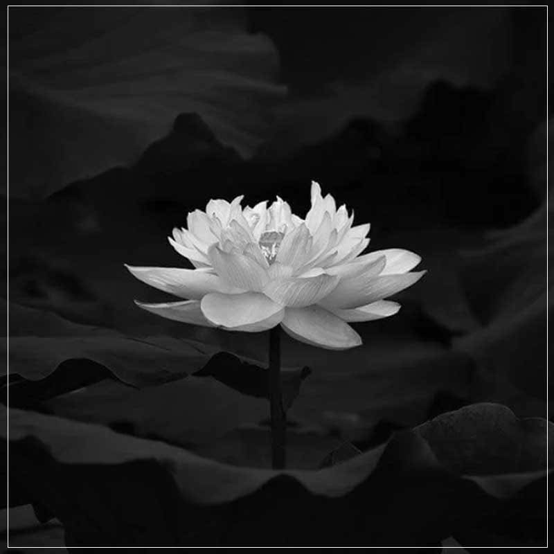 Trung