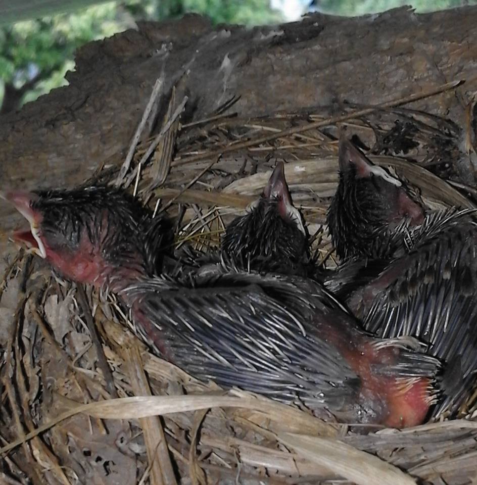 Acoustic Courtship: Male Cricket Attracts Female with a Special Chirp # ...