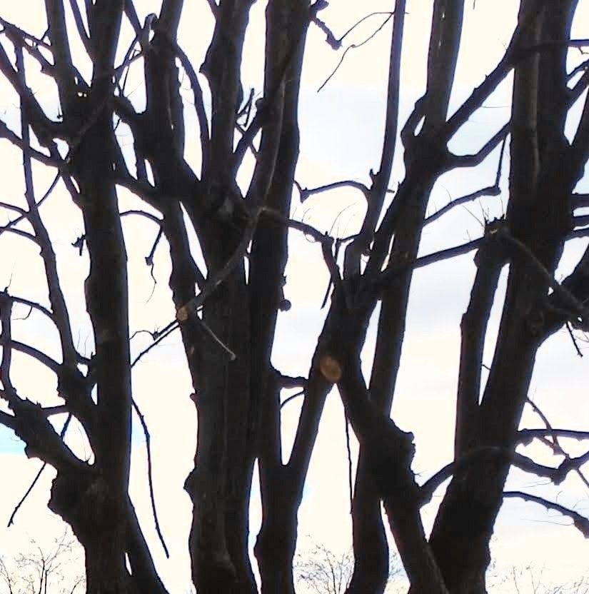 A brilliant moment of wild teamwork as a tiny bird carefully removes a ...