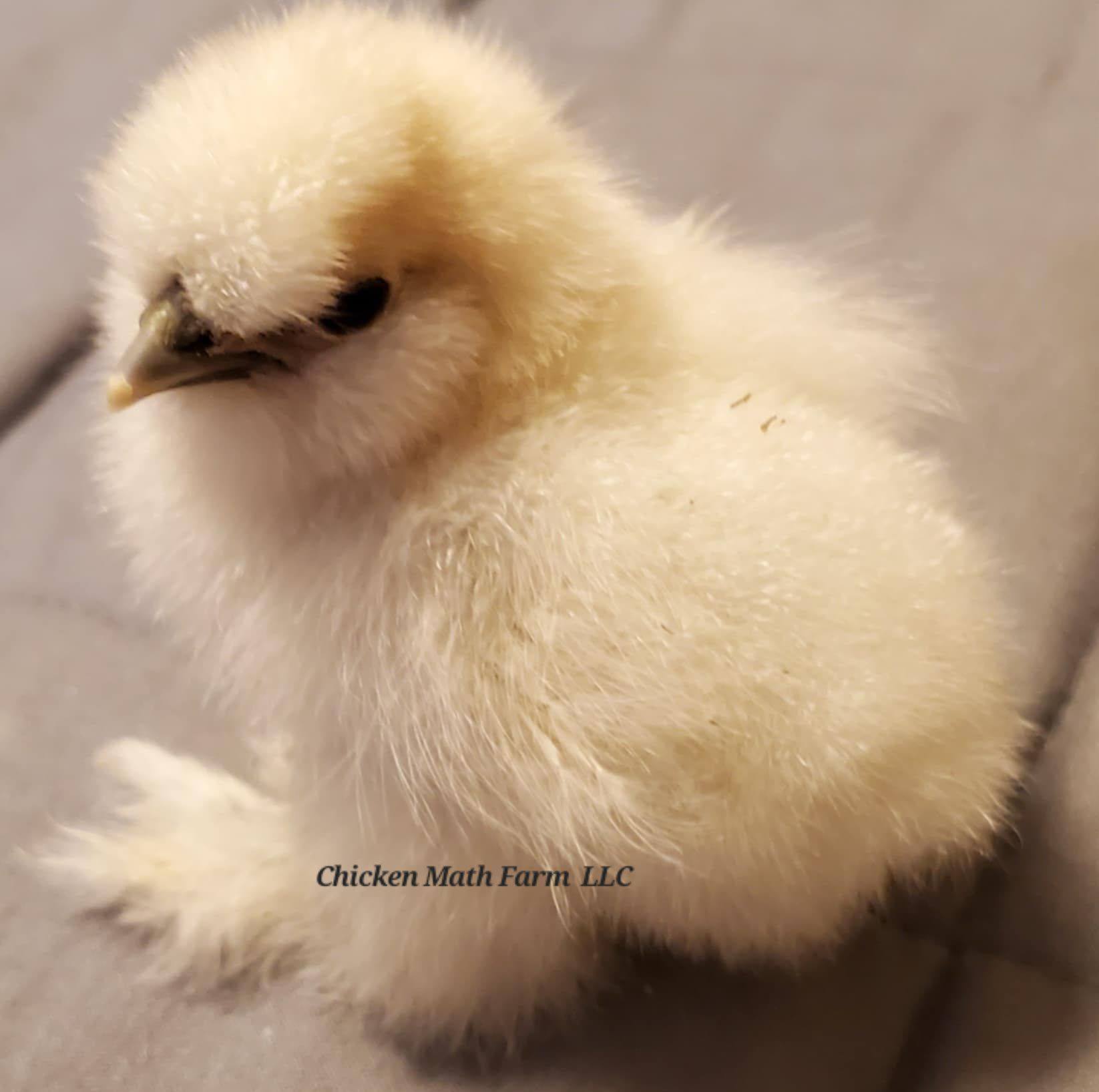 Farm animals of Virginia | Does anyone near the Hanover area have ...