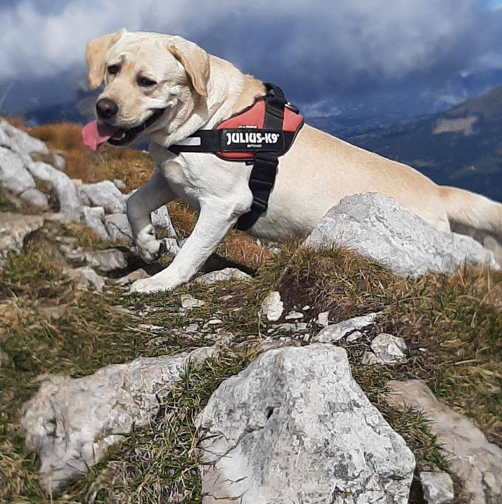When climbing the Matterhorn via the Italian Lion ridge (III+, AD+) one ...