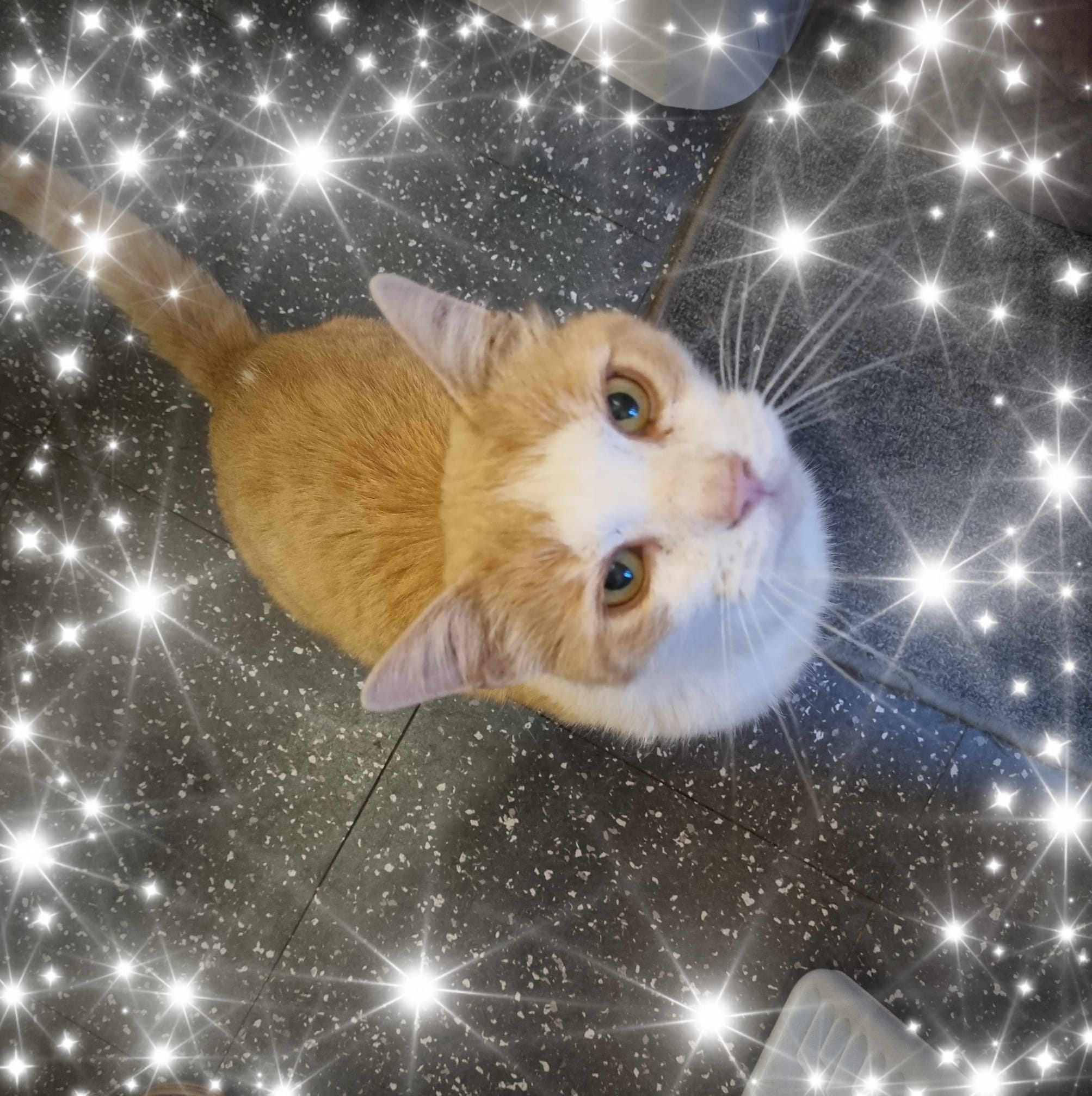 Max's body was found on Friday - nearly a week after his tail was ...