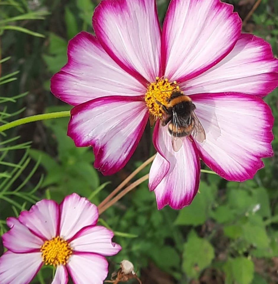 🌹 Guten Morgen - gute Nacht 💤 Gruß | DAS ZU SEHEN FINDE ICH SCHRECKLICH ...