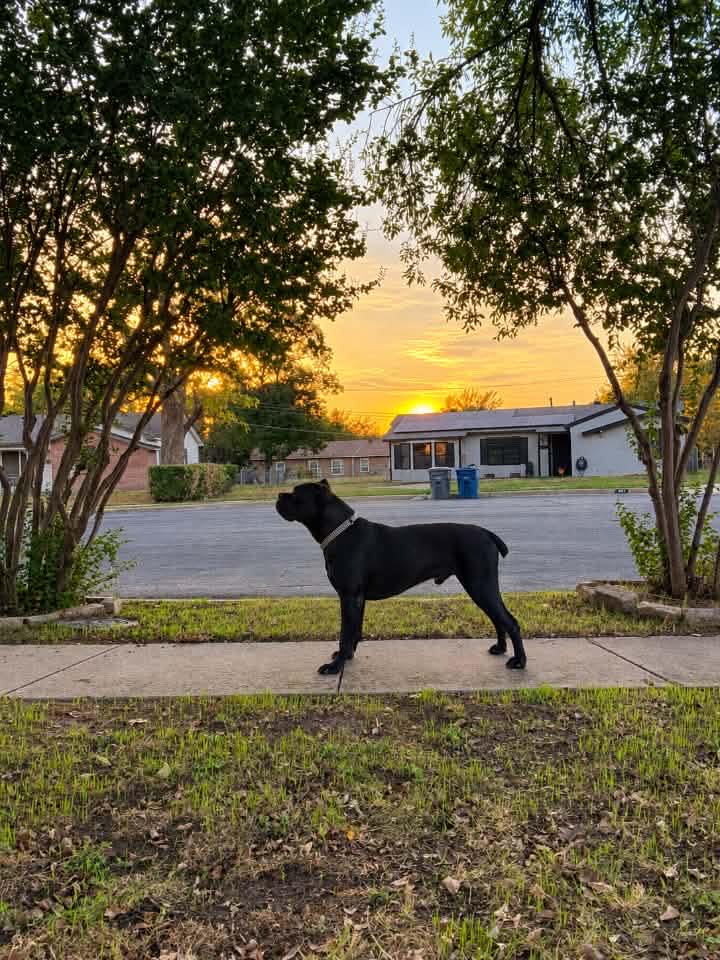 Any grey/ blue pups out there with gold eyes or blue eyes that are ...