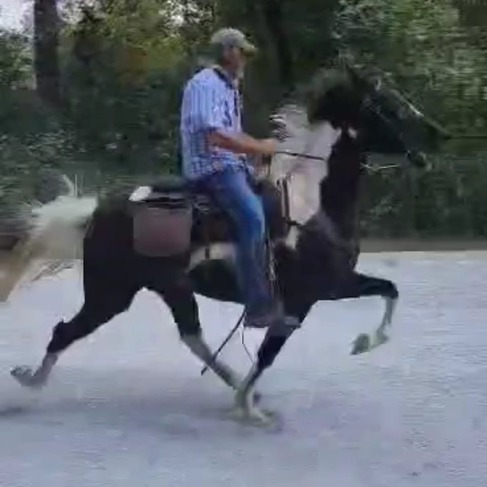 2 year old trotting bred filly on a little evening work out after ...