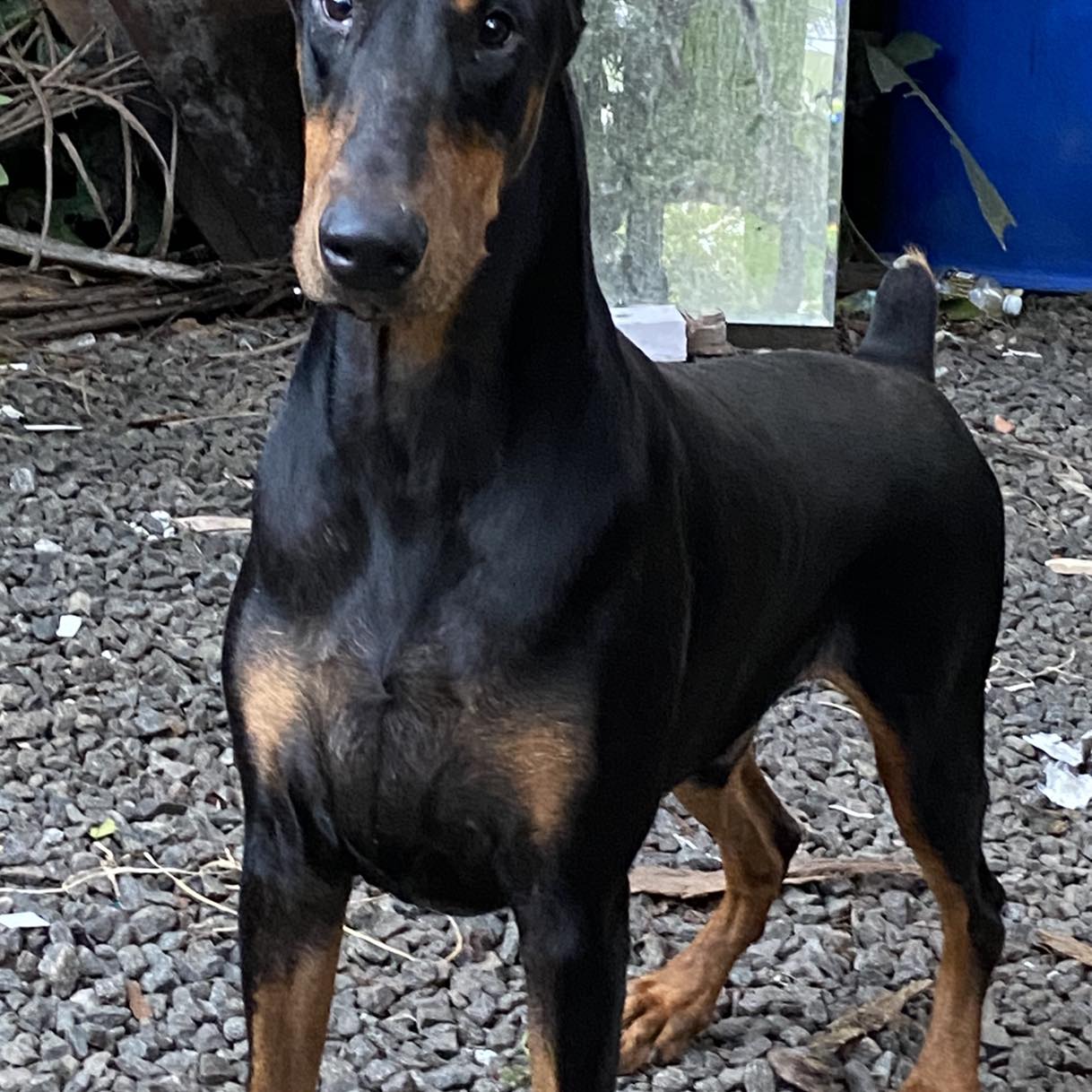 Heavy Puppies European Doberman 🔥🔥🔥 | Shoji Ravi