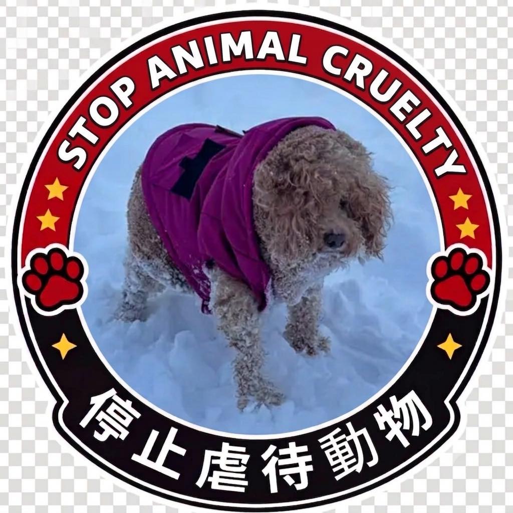 自由之水 - 有個叫「香港比熊大聯盟」嘅谷，大家可以去睇下人哋養嘅比熊同窮嬸嗰隻有乜分別。好似呢張相咁，人哋嗰隻未剪毛... | Facebook