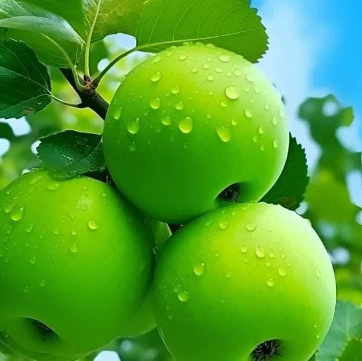 md-ashiqullah