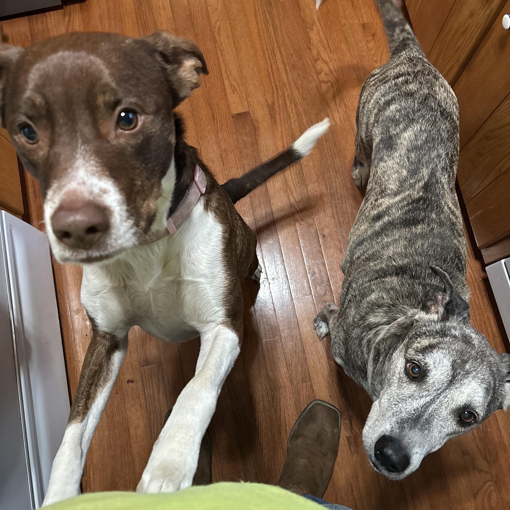 Chattanooga Car Enthusiasts | Where's everyone's go to for the blacked ...