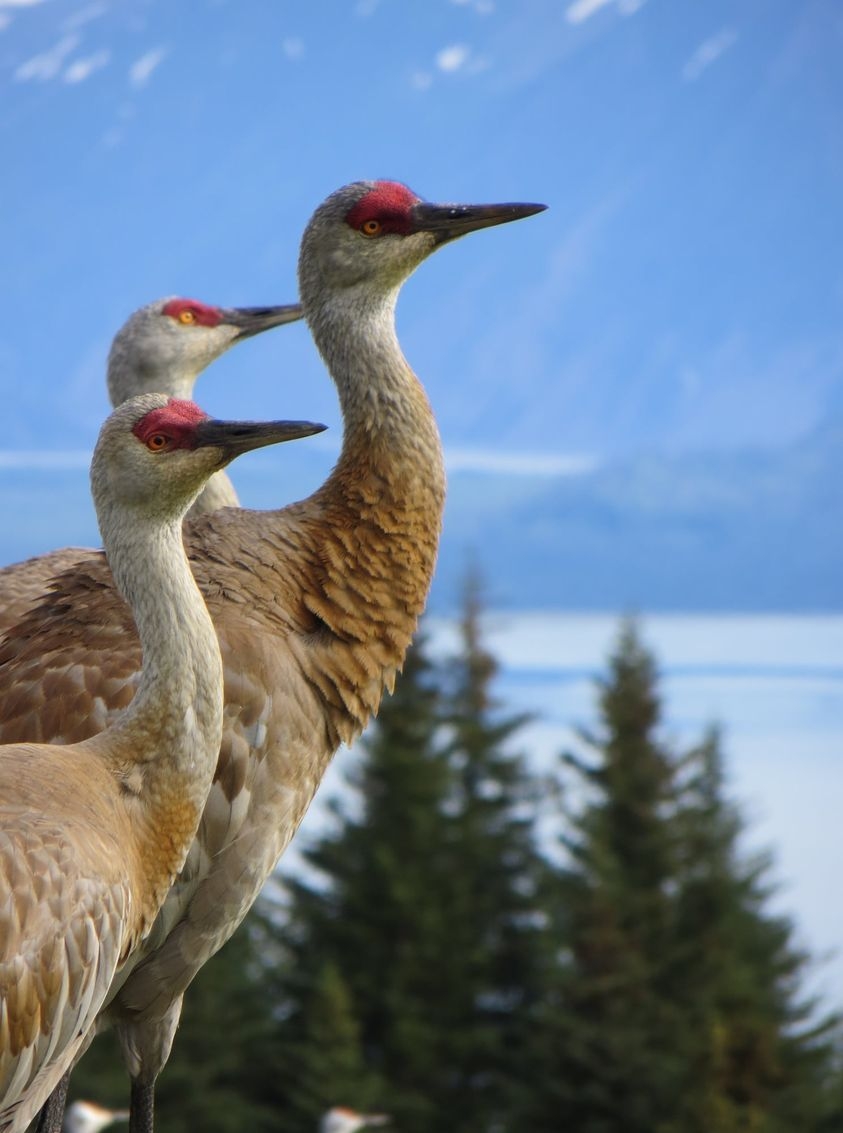 Red Eye Rides, LLC | Seward AK