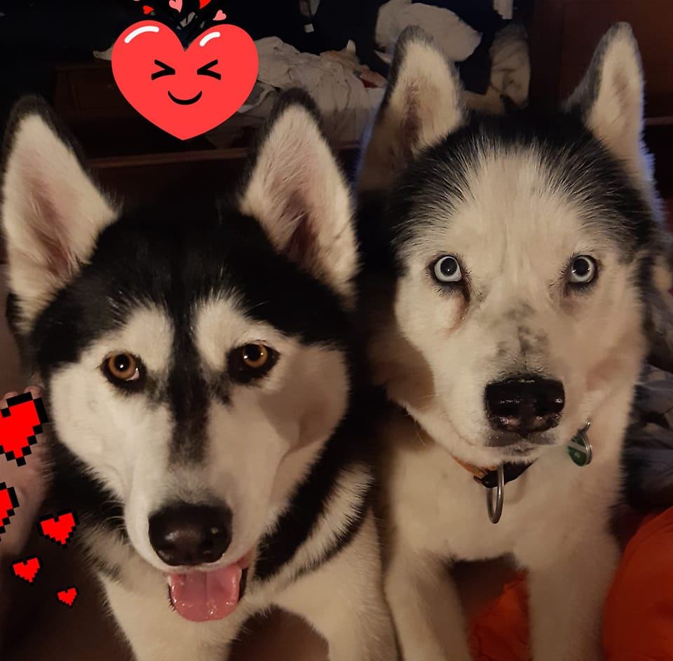 Wem gehôrt dieser Hund? | Facebook