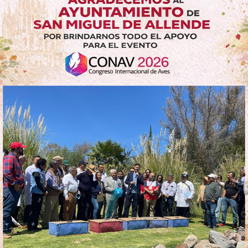 Gallos - ¡La emoción crece! ¡CONAV 2026: Congreso Internacional de Aves ...