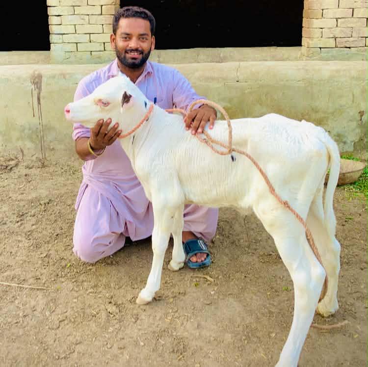 Mustabsar Rasheed Siyal