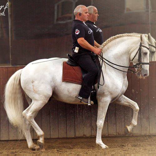 working-equitation-groene-hart