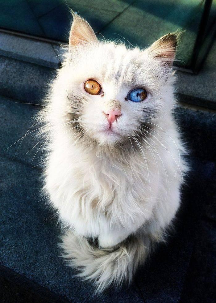 Grumpy Cat Mode: Activated 😃 | Cat lady