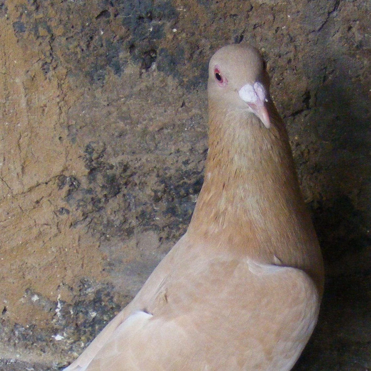 Pigeon Genetics The Gene Pool | Ash Red or Rescesive Red | Facebook