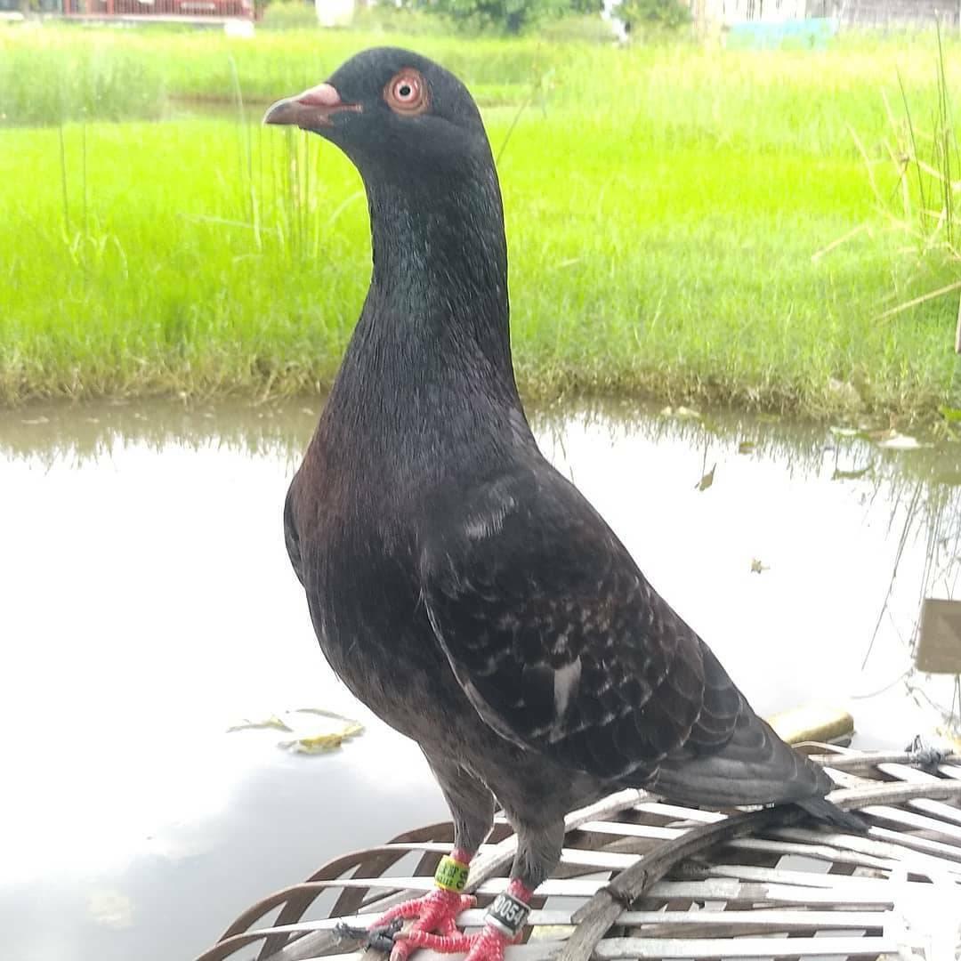 2 vidio jadi 1 | Kiting Merpati Kolong