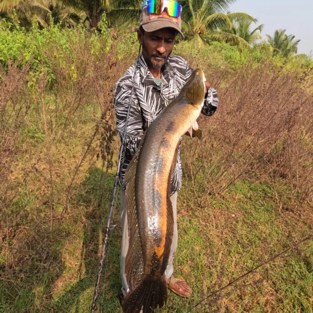 River Monster fish catch ️😱 #fishingspot #OutdoorAdventure #KastKing # ...