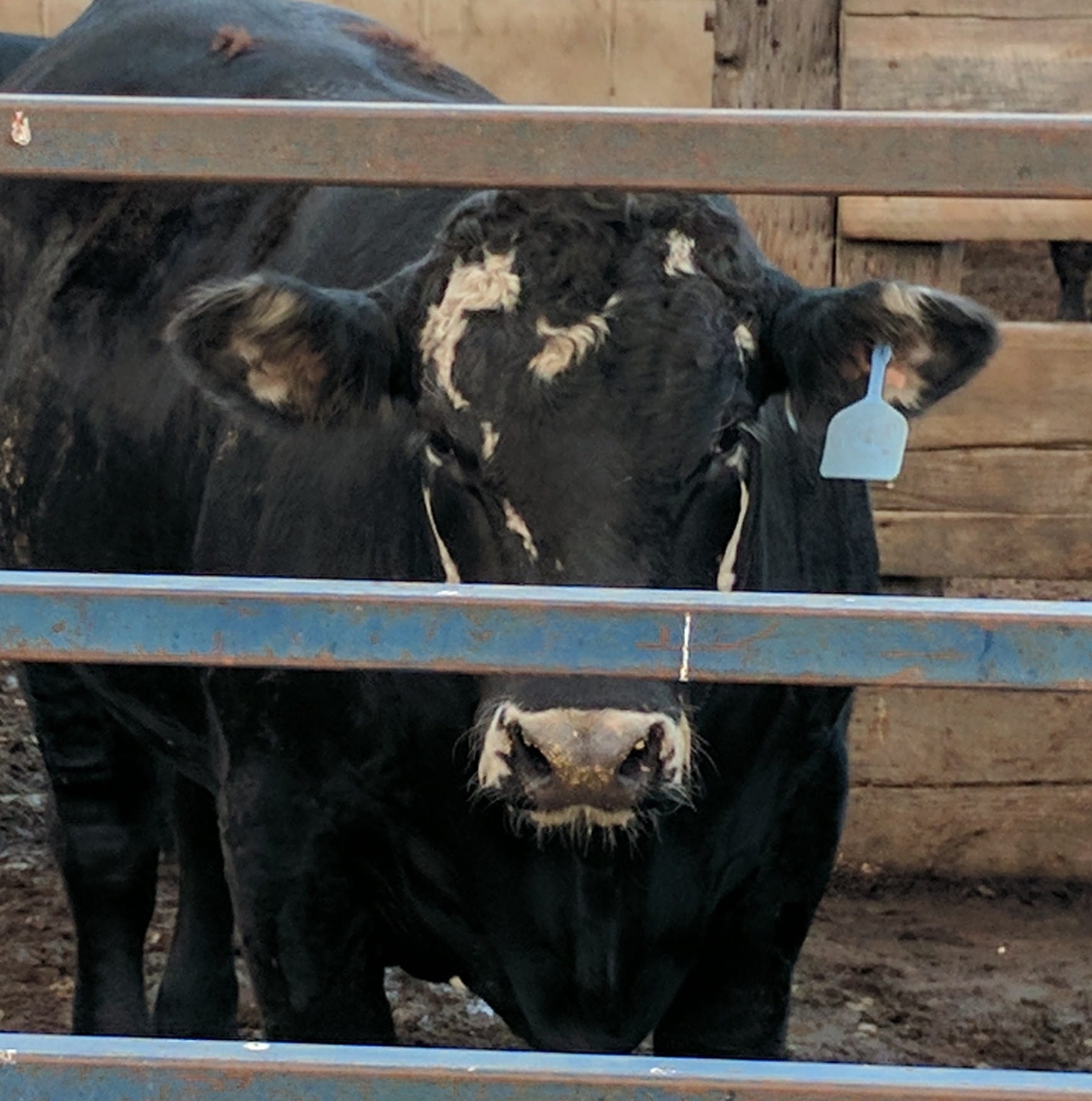 Silage Kings | For Sale 2022 Meyer 8126rt forage wagon | Facebook