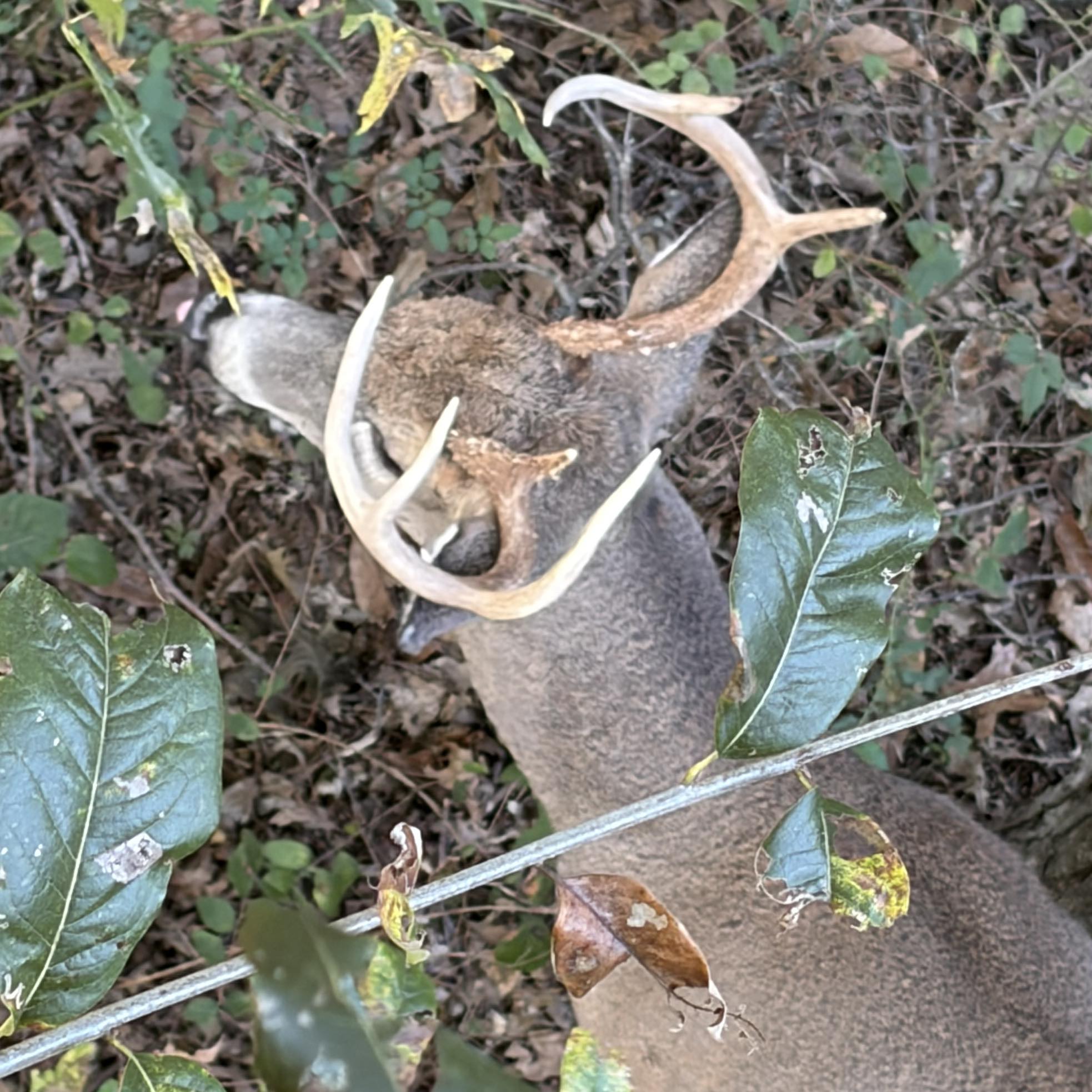 Missouri Traditional Bowhunters 2.0 | With the overnight low tonight at ...