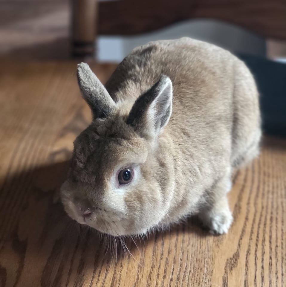 Flemish Giant Rabbits🐇 | Facebook