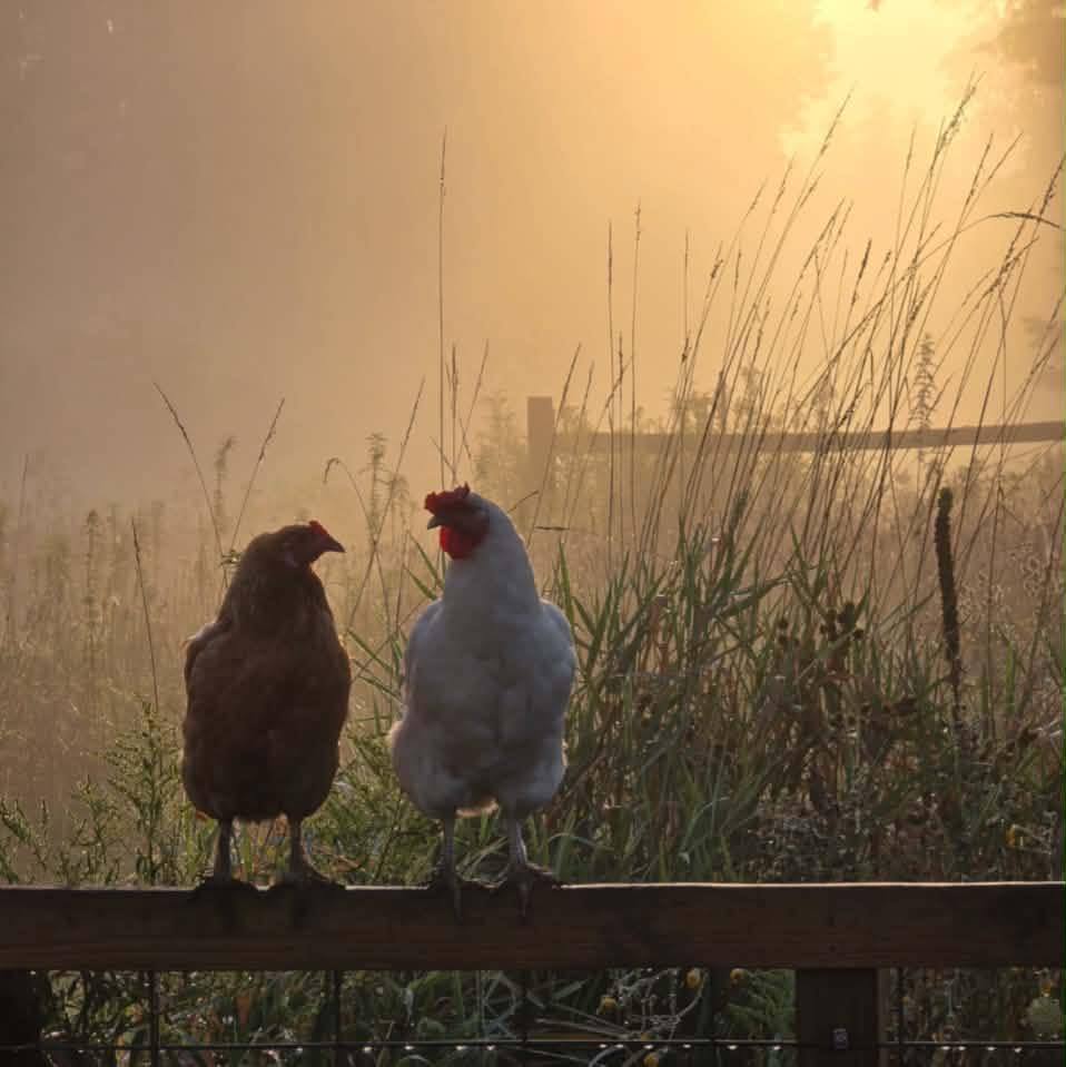 Actual farm to table dinners around here. #quengafarm #chickenfarmer # ...
