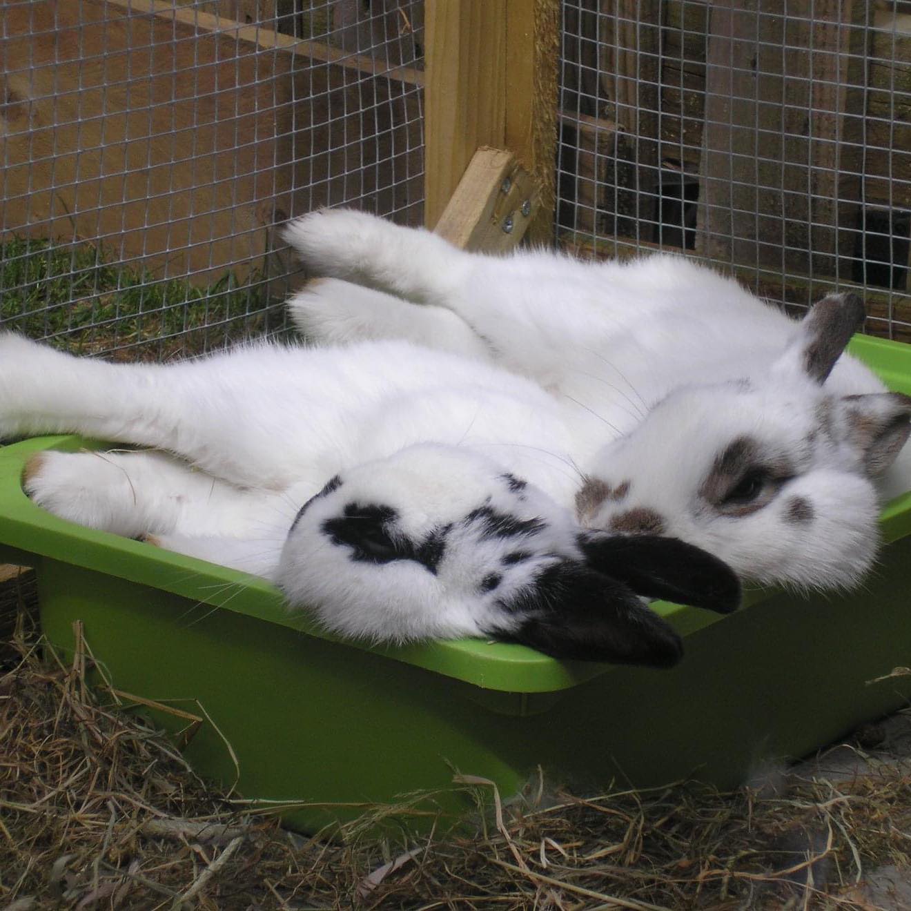 Flemish and Continental Giant Rabbits for Rehoming (USA only) | Are ...