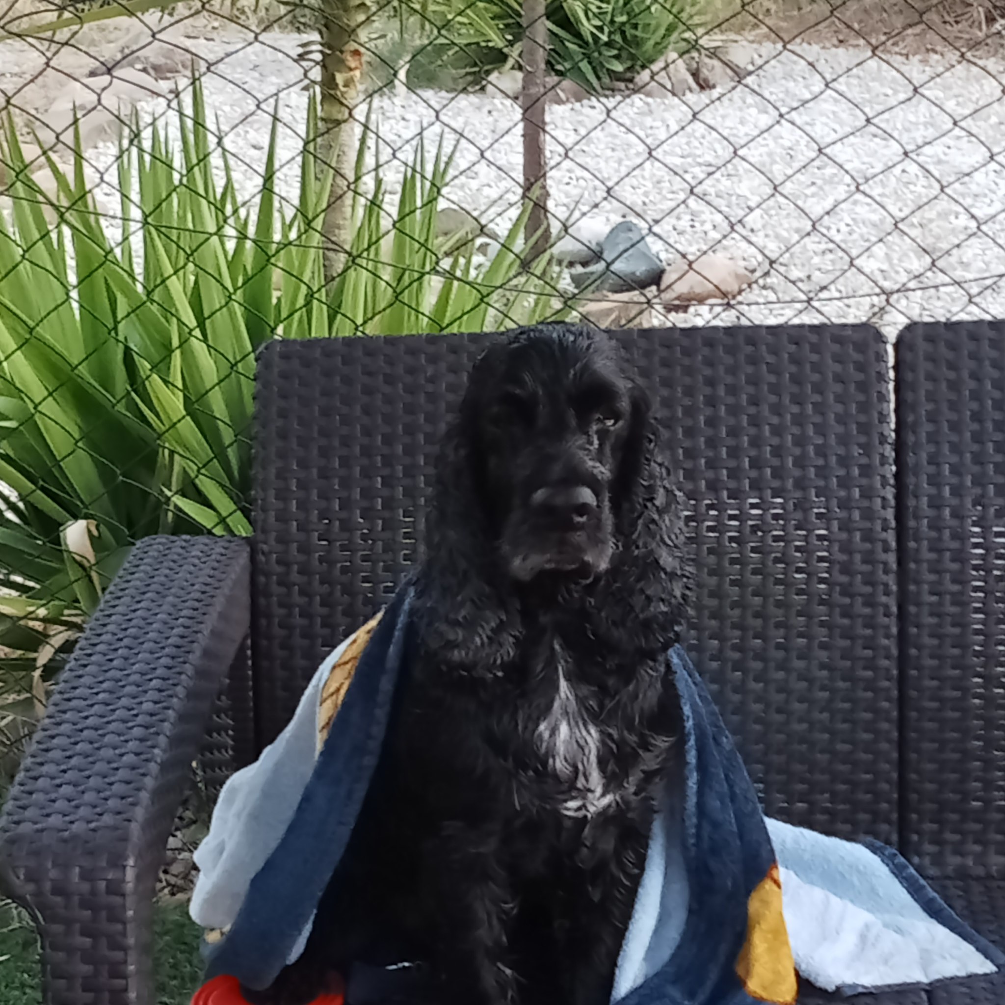 Como superar la perdida de mi perro | Pues creo lo soy fue el dolor mas ...