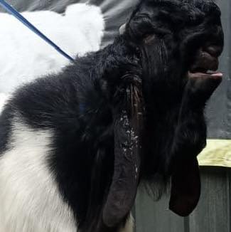 Kambing Raja dikelas B | Darus Siom