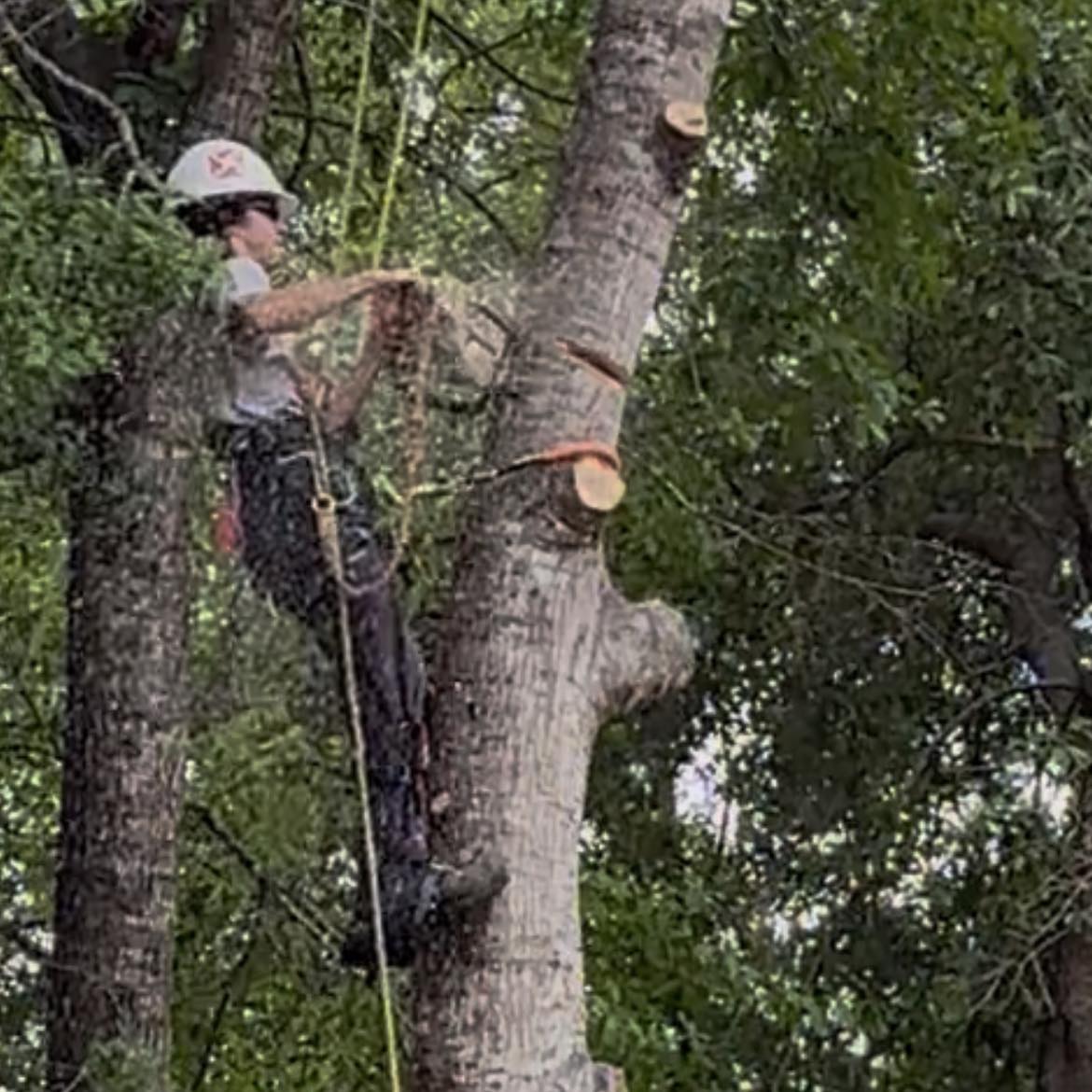 Tree Climbers Facebook Page | Not one wedge in sight | Facebook