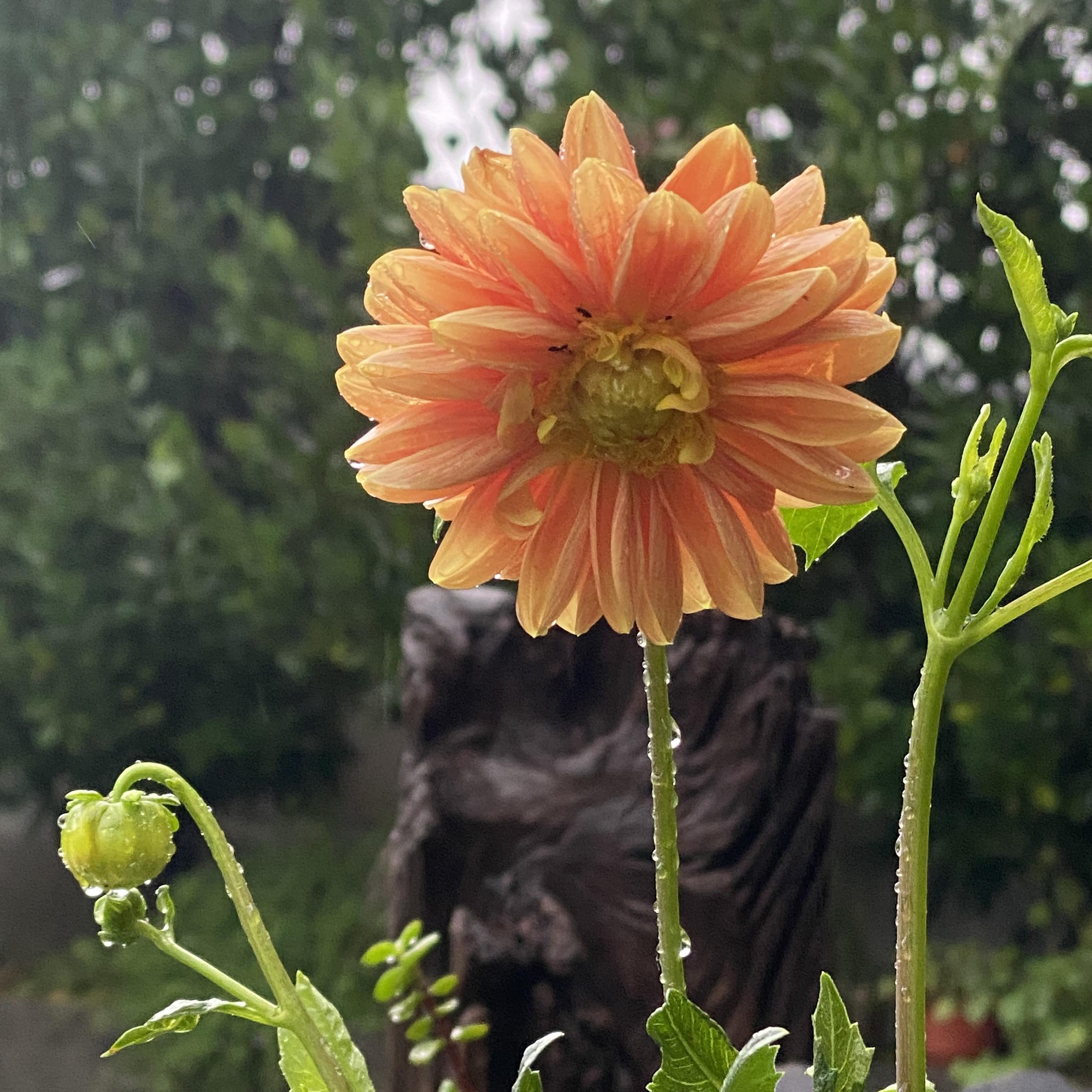 Good morning, beautiful flowers for you and I pray that your # ...