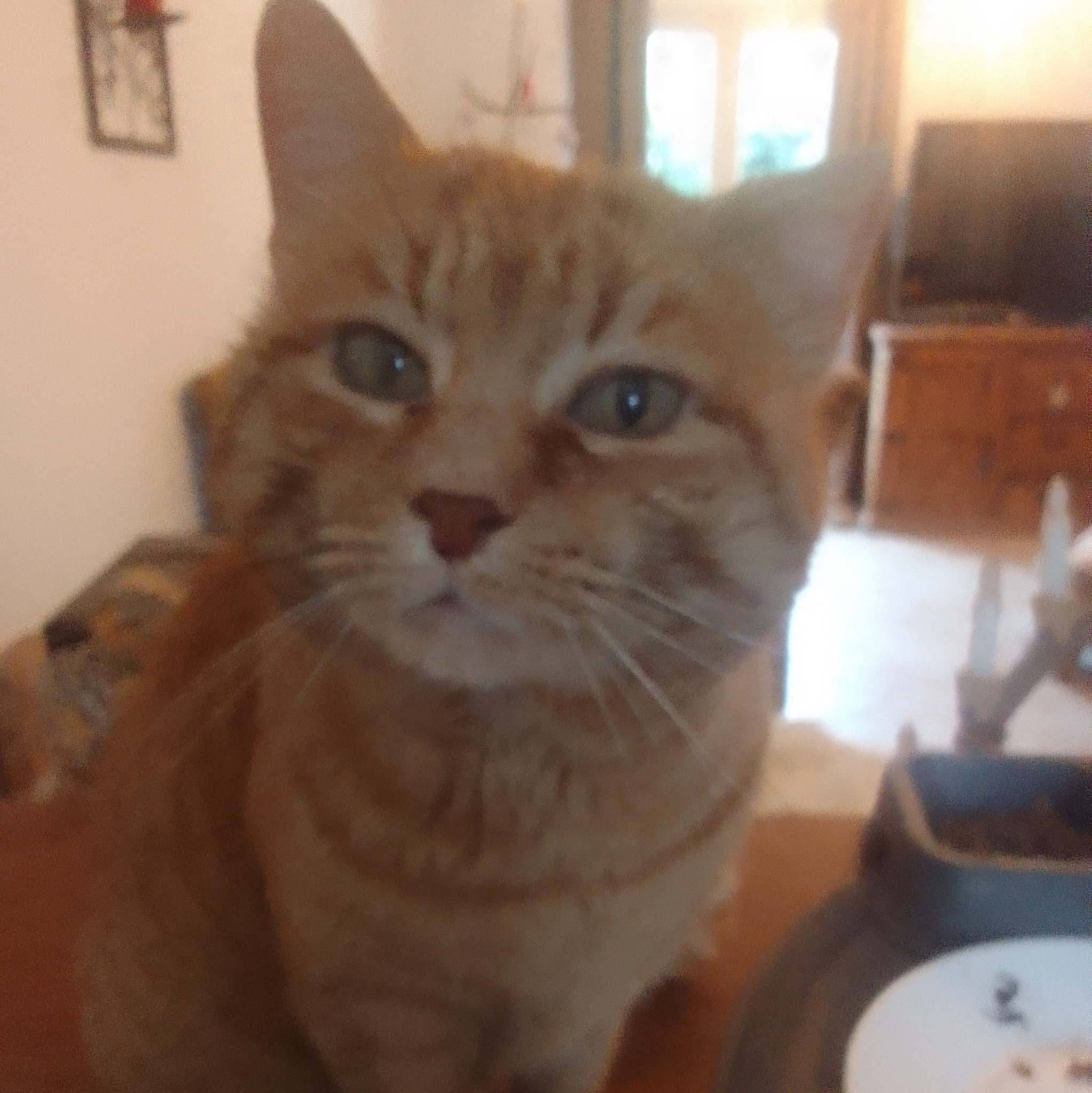Ce n’est pas toi qui choisis ton chat, c’est lui qui te choisis ...