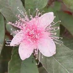 晚安 紅花白花同株 | 林啟生