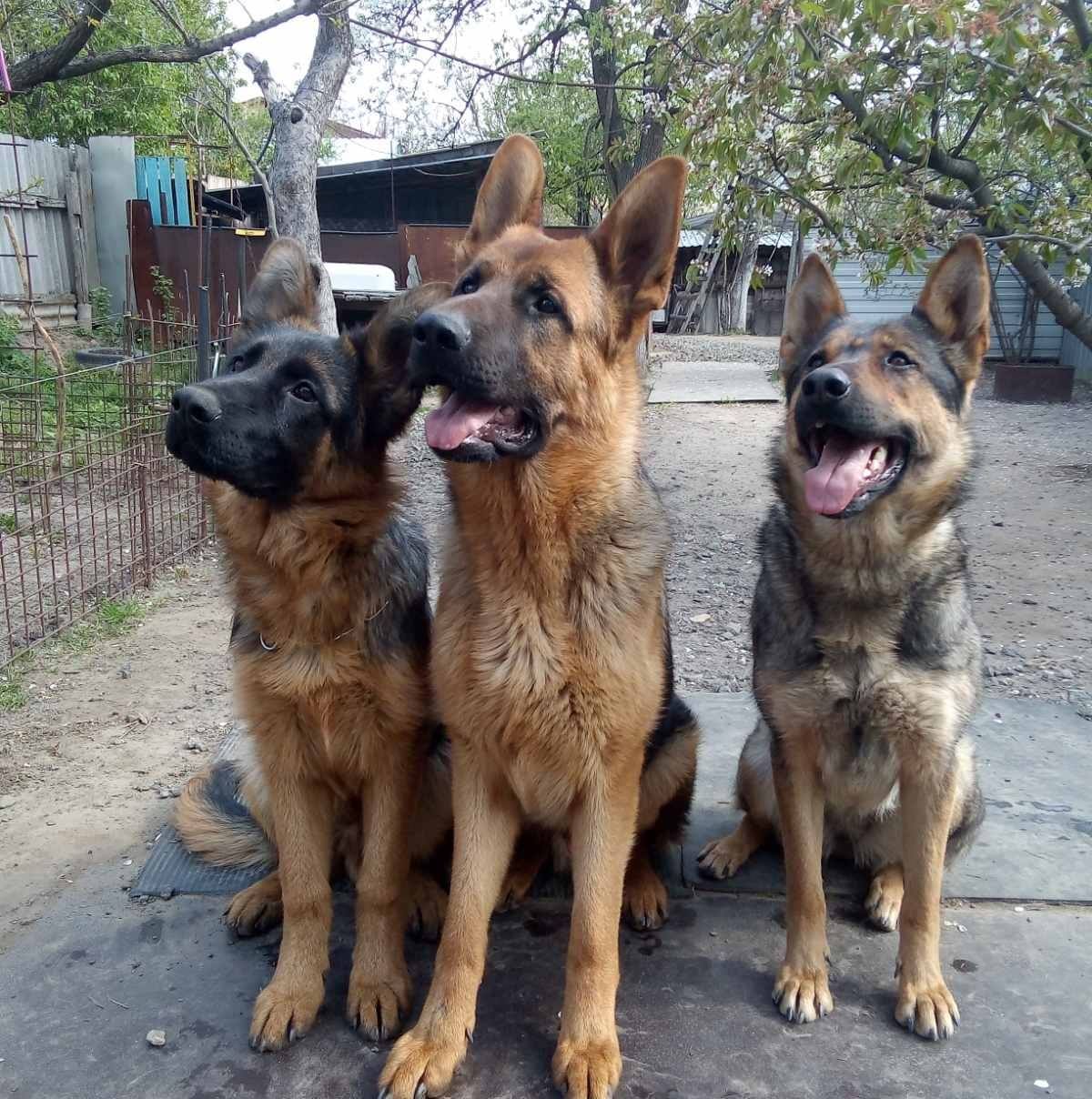 GSD Visual Conformation Critique | Hulk is 2 years and 5 months old and ...