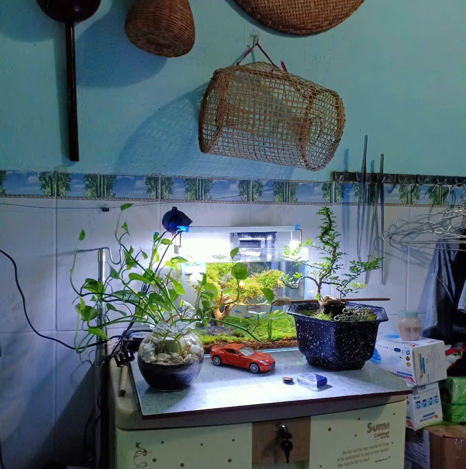 Chợ CHÁNH LƯU_CHÁNH PHÚ HÒA_NHẬT HUY_MỸ PHƯỚC | T7 e làm heo ngon nhé ...