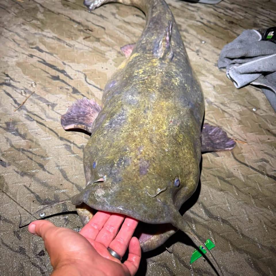 Catfish Outlaws, a bank fishing page. ( no boats ) | Honest question ...