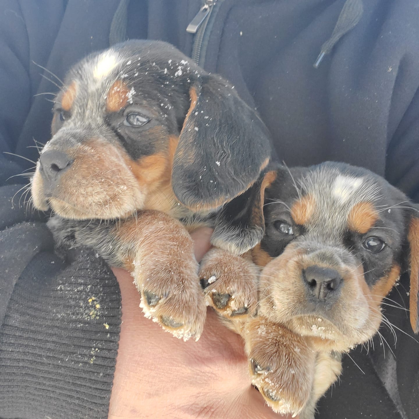 Ranger Dan Bred Beagles!!! | Halfway Creek Yang's Girl | Facebook