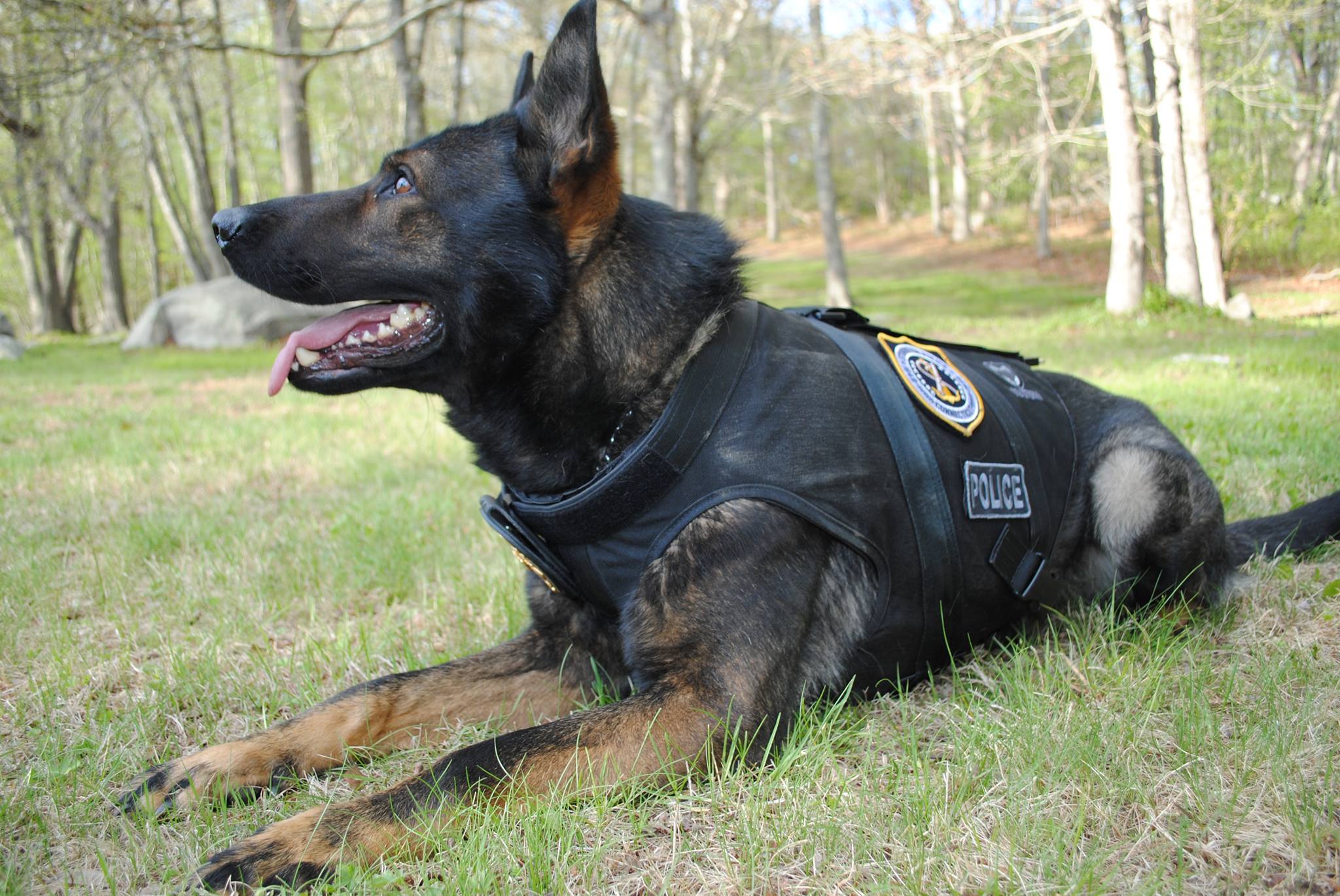 Rudy's Police K9 Foundation | Quaker Hill CT