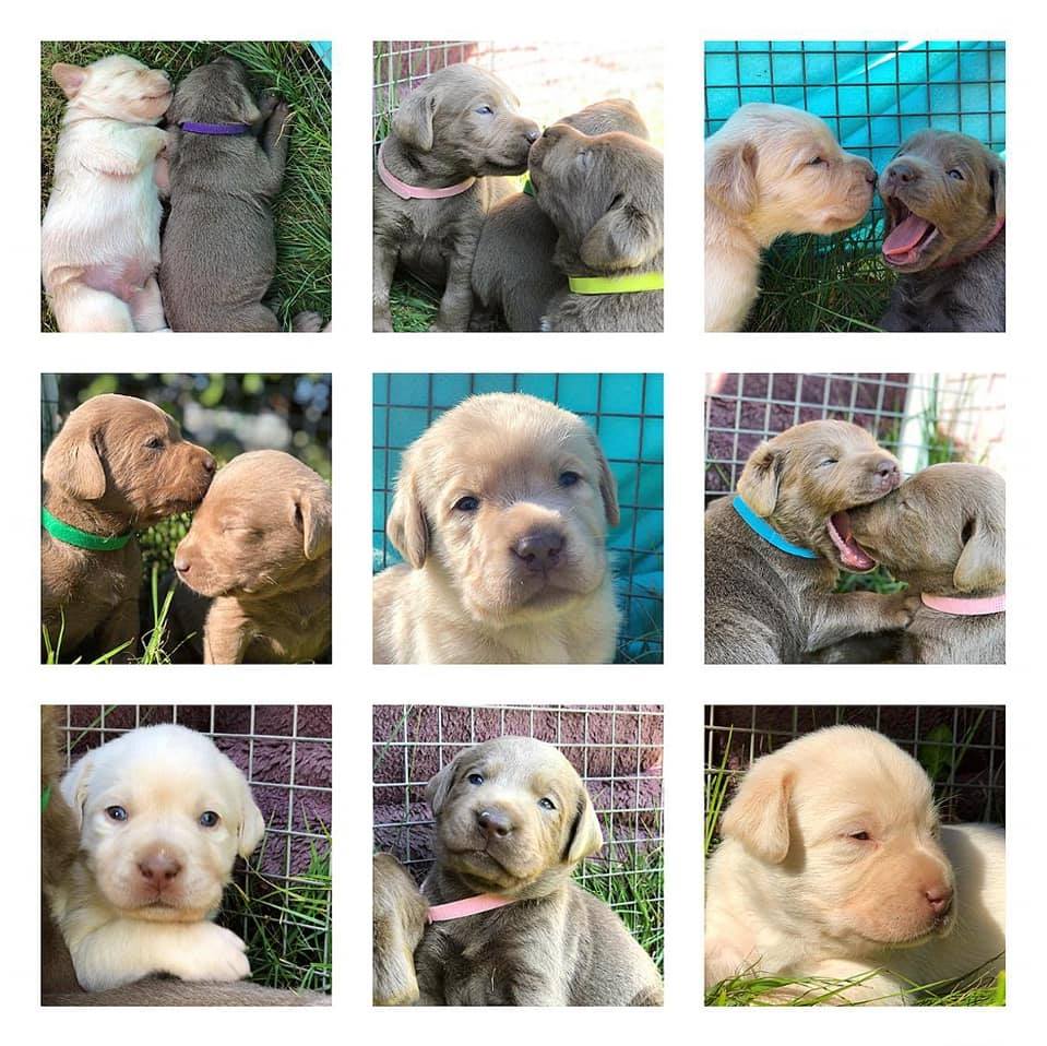 Labrador Of Country Valley