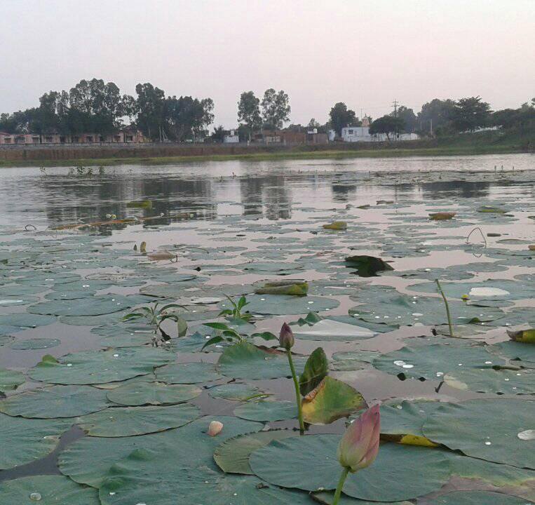 Dhera Talab Rewa M.p
